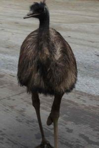 Daizhuolianggebaobeidemama 澤伊達斯城市巢穴優惠