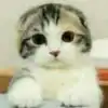 user-icon