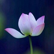 Aonongduojialijing 獨山子西戈瑪國際飯店優惠