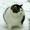 Avatar 1