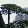 Avatar 1