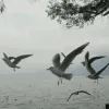 Avatar 2