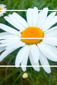 Apple 新加坡香格里拉聖淘沙度假村 （Staycation Approved）優惠