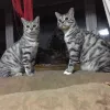 Avatar 2