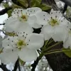Avatar 1