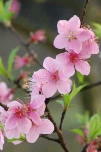 Chunsheng2023 坎達拉馬遺產飯店優惠