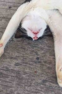 Laomaochujiu さぬきの湯 ドーミーイン高松 クーポン