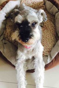 nunu991 星野リゾート 界 アンジン クーポン