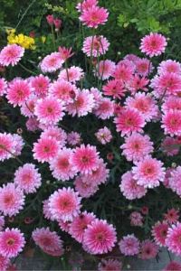 _WeChat17242**** 望仙谷仙宿優惠