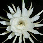 M22006**** 澳門美獅美高梅酒店優惠