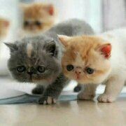 Aolienalisi 上諏訪温泉 しんゆ クーポン