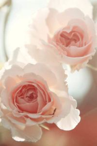 tytth 新加坡香格里拉大酒店（Staycation Approved）優惠