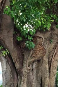 Tianjinglidexiong 翠山亭倶楽部定山渓 クーポン