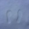 user-icon