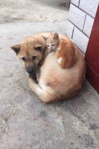 mikou 深圳光明科學城正大城亞朵飯店優惠