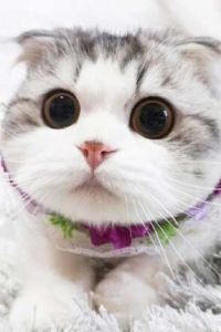 Hongyan 西雙版納稷澤萬達文華度假酒店優惠