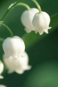 Green 麗亭諾丁漢酒店優惠