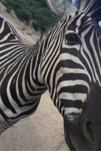 1377615**** 西洛杉磯 - 西貝弗利山酒店優惠