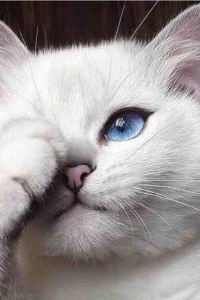 Liujianming 重慶盛捷長江服務公寓優惠