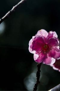 sdcy**** 嬉野温泉　茶心の宿　和楽園 クーポン