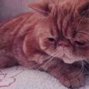 Cissy