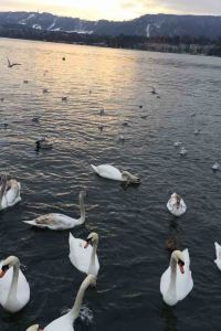 aoeyiwuyu 上海半島飯店優惠