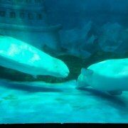 jiongj 東京日本橋皇家公園飯店優惠