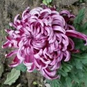 Maomao 東京豐洲曼迪尊貴設計飯店優惠