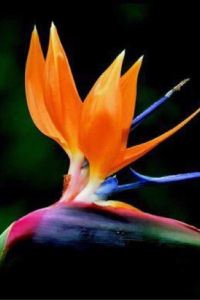 Hanyan 浙江飯店優惠