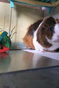 Feiqiqi 格林豪泰（北京市首都機場第二店）優惠