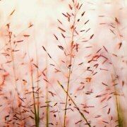 Qiefan 南京金陵狀元樓大飯店優惠