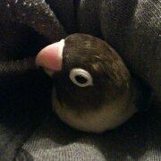 Wilson 香港彩城賓館（家庭旅館）優惠