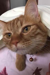 flysheep73 努伊沙爾利飯店優惠