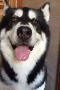 sdybz 德景山莊（陽朔灕江店）優惠