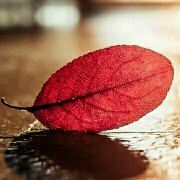 アント 伊豆一碧湖レイクサイドテラス　（旧　紀州鉄道伊豆一碧湖ホテル） クーポン