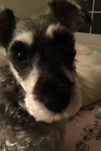 Kukudeergemen 蘇州香格里拉大酒店優惠