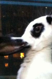 godfish2000 雅加達四季酒店優惠