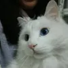 Avatar 3