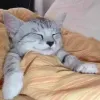 Avatar 1