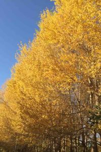 hb30lhc 深圳星河吉酒店臻品之選優惠