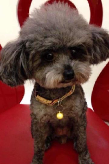 訪客 檳城檳榔酒店 （檳城對抗新冠肺炎認證）優惠