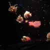 Avatar 1