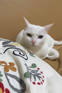 Nanaa 富豪香港飯店優惠