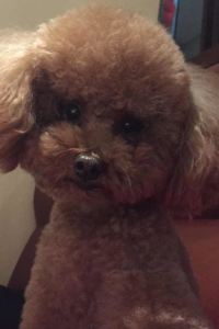 M6621**** 倫敦肯辛頓希爾頓酒店優惠