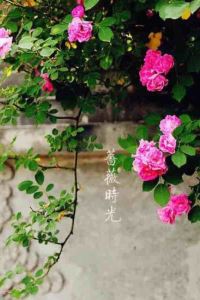 M36465**** 惠州惠陽麗景花園酒店優惠