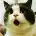 猫猫在旅行