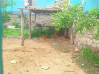 Zhongwei Green Farm