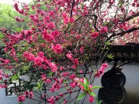 廣州溪西居溫泉民宿 宣星村附近的飯店