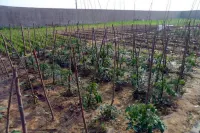 Changli listen to the sea rural courtyard