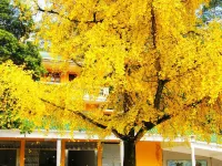 Wang Xing Hotel Hotels near Pingtian Ginkgo Township